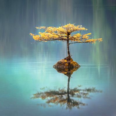 Emotional Regulation - How to be less reactive