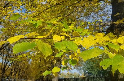 Svētrīts. Studijā priesteris Ilmārs Tolstovs