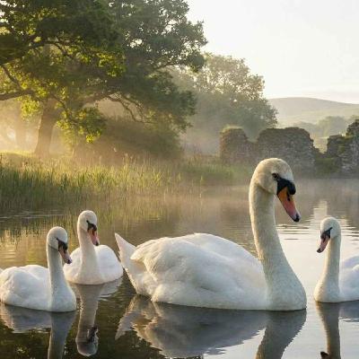 S3 EP18 — Why The Children of Lír Was The Perfect Story For 19th Century Nationalists