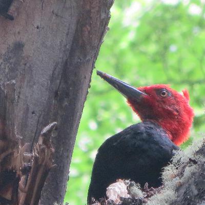 Anxiety Management Podcast Anxiety Management Podcast