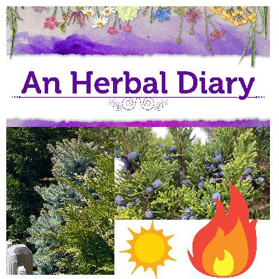 Warming Energetics and Evergreen Trees