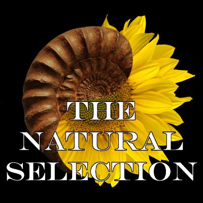 Episode 71 - Butterflies