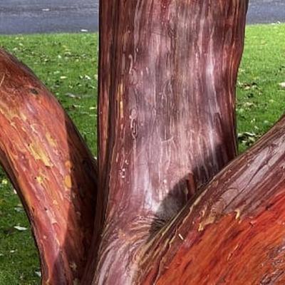 Terry Has A Tree-mendous Time At The National Botanic Gardens