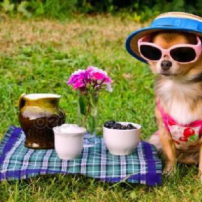Le Massime di Massimo - Il cane, l'unico amico dell'uomo