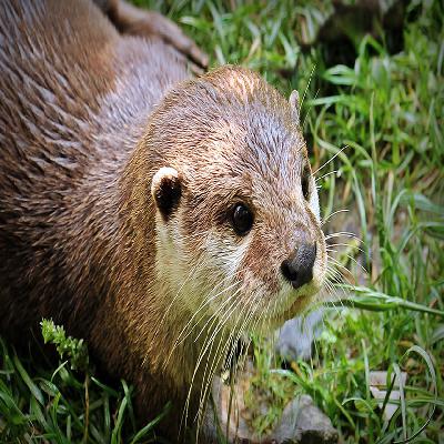 Sauberes Wasser in Badegewässern | Comeback der Fischotter | Plastikverbote wirken | Fairtrade-Boom