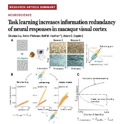 698-Learning Neural Redundancy in Macaque Visual Cortex 698-Learning Neural Redundancy in Macaque Visual Cortex