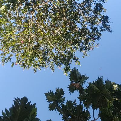 d i s i p l i n y u k