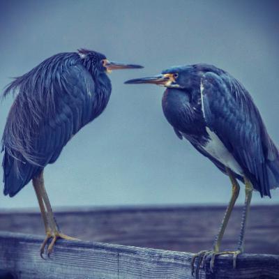 Han forstår meg ikke!