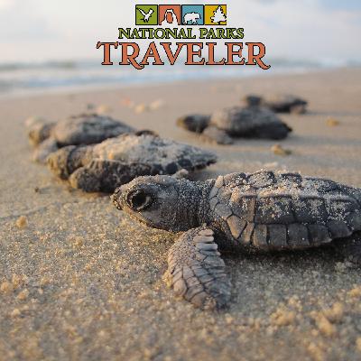 National Parks Traveler Podcast | Kemp's Ridley Sea Turtles