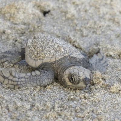 Stop & Smell the Turtles