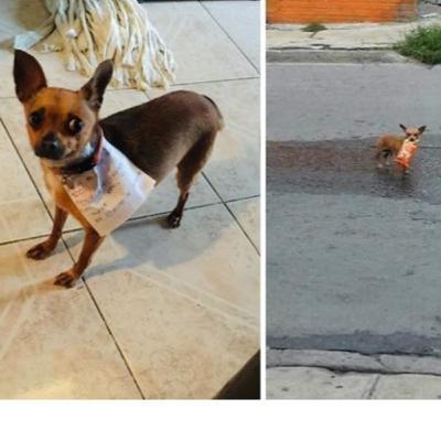 Chihuahua Saves the Day!
