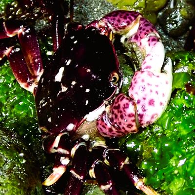 Facts: The Purple Shore Crab Facts: The Purple Shore Crab