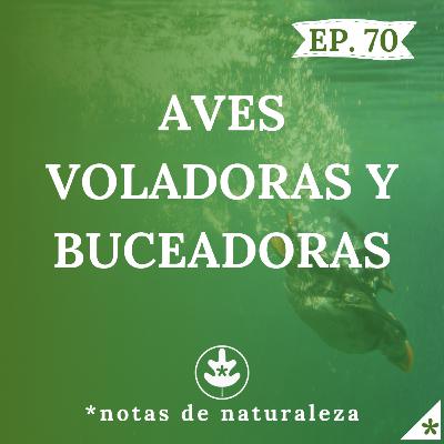 Aves voladoras y buceadoras #70