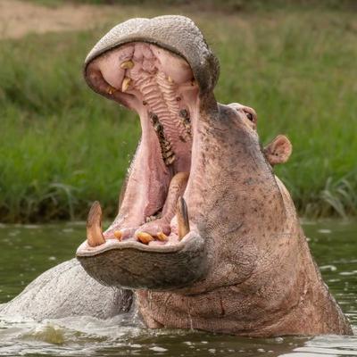 Hungry Hungry Hippos Hungry Hungry Hippos