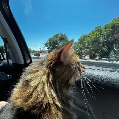 Cuando tu gato también hace la maleta parte 1