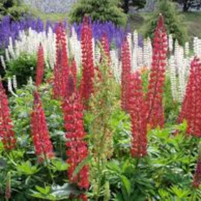 Emissão 45 - De volta ao jardim Emissão 45 - De volta ao jardim