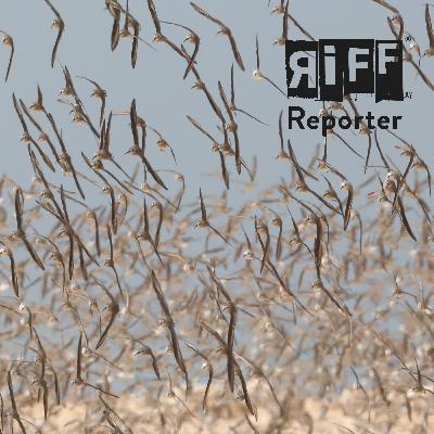 Verlernen Vögel in den Süden zu ziehen, Thomas Krumenacker? Verlernen Vögel in den Süden zu ziehen, Thomas Krumenacker?