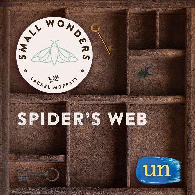 Spider's Web