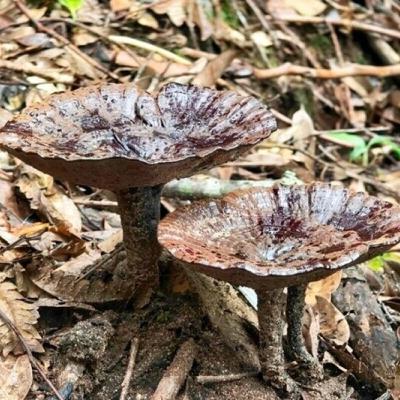 福建省の捷文村に豊かさをもたらす霊芝