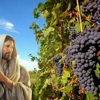 La viña del Señor