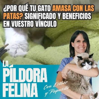 559. ¿Por qué tu gato AMASA CON LAS PATAS? Significado y beneficios en vuestro vínculo 559. ¿Por qué tu gato AMASA CON LAS PATAS? Significado y beneficios en vuestro vínculo