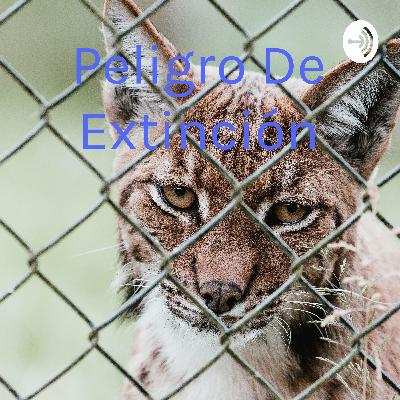 Animales en peligro de extinción