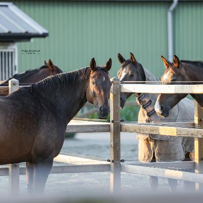 1. Met Charlotte - Het kan ook anders! Sport en huisvesting mèt dierenwelzijn