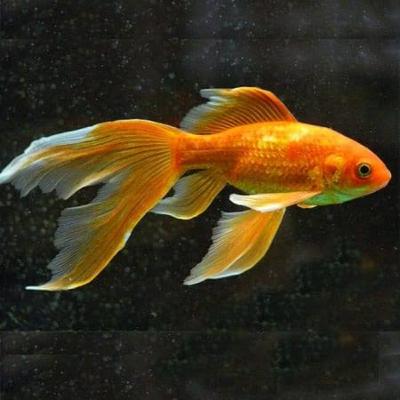 Entidades de la unesco