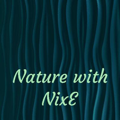 What would happen to teak forests in Burma after natural disturbances?