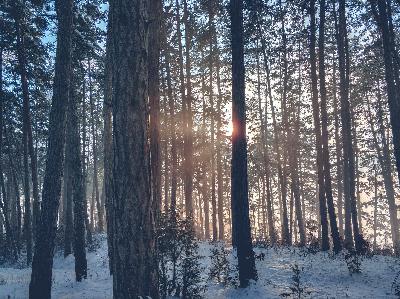 From the Forest Radio Show: Episode 2 Winter Focus