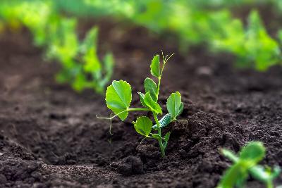 When the peepers peep, it's time to plant peas