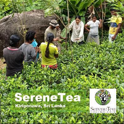 Tea News Recap | Tariffs Ease, Prices Don’t | Growing European Tea Market Shuns Sugary Drinks | UK Trade Partnership Benefits Sri Lanka’s SereneTea