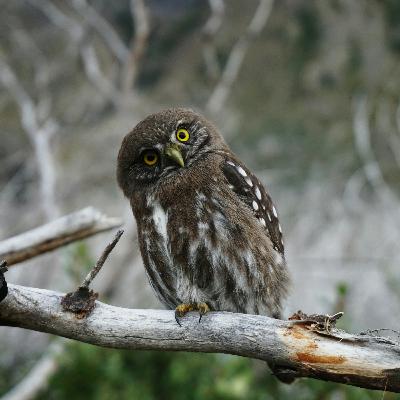 CQ Series 1 Episode 12: From disliking people to believing in the inherent positivity of humankind CQ Series 1 Episode 12: From disliking people to believing in the inherent positivity of humankind