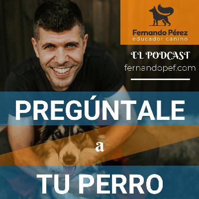Episodio 221 - El perro que ladra desde la ventana
