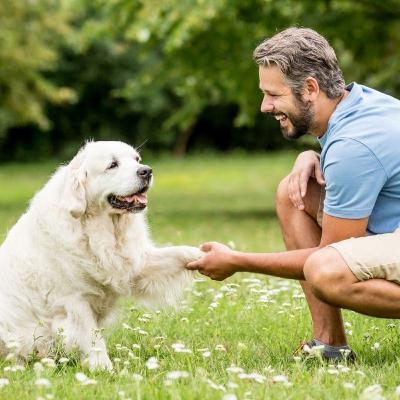 Como educar um cão adulto?