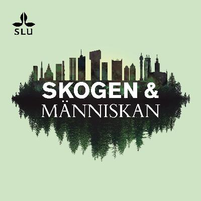 Den sista almstriden Den sista almstriden