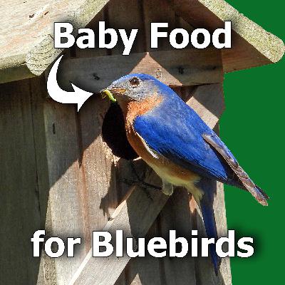 New Research Reveals Diet of Baby Eastern Bluebirds