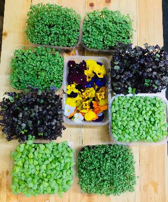 Growing Microgreens