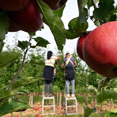 Äpfel für Allergiker: Es gibt Süßes und Saures