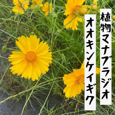 #37 オオキンケイギク／プレゼント企画！