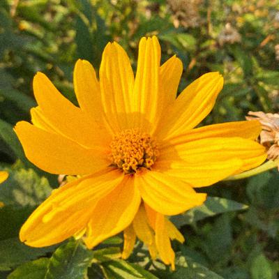 Why Do We Keep Plants?