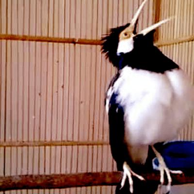 jalak suren gacor