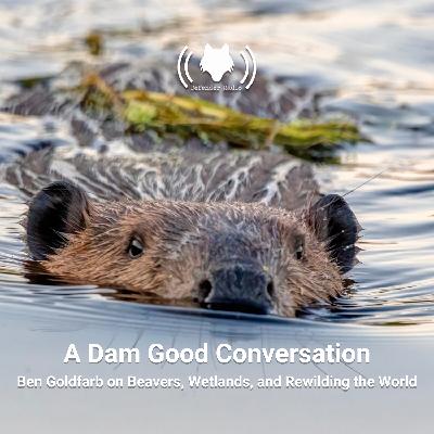 A Dam Good Conversation: Ben Goldfarb on Beavers, Wetlands, and Rewilding the World