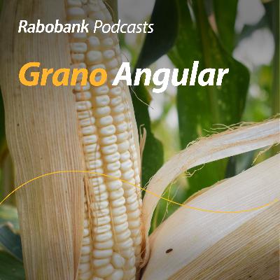 Maíz, apoyos, precios y todo lo que mueve al campo mexicano esta semana Maíz, apoyos, precios y todo lo que mueve al campo mexicano esta semana