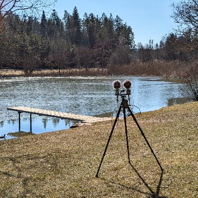 Relaxing ambient sound recording, Entspannende Naturklänge (See mit Blässhühnern und raschelndem Laub, Lake with coots and rustling leaves)