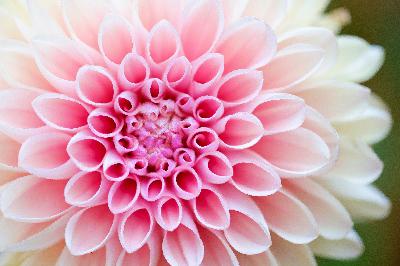 Episode 262: The Precepts, Actuality and Flowering of Being