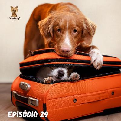 Você sabe como se preparar para que seu dog não fique estressado em viagens de fim de ano?