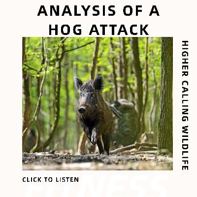 Analysis Of A Hog Attack