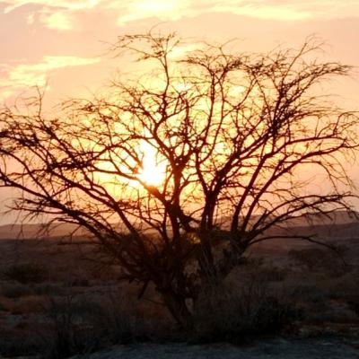 מדיטציה עץ בעמידה להשקטת הלב והתודעה וליציבות פנימית מדיטציה עץ בעמידה להשקטת הלב והתודעה וליציבות פנימית