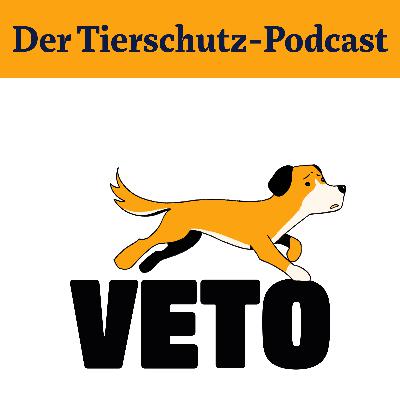 Türkische Straßenhunde in Gefahr Türkische Straßenhunde in Gefahr